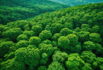 illustration, aerial view capturing lush green canopy dense showcasing seamless carpet from above, Lush, Showcasing, Nature, Above, Treetop, Foliage, Woodland