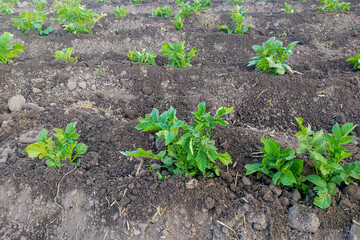 Rows of planted potatoes, immediately after hilling. In hot weather, during a dry period without rain, hilling helps to retain moisture inside the soil by breaking down channels of water evaporation