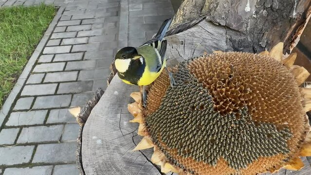 A tit pecks the seeds of a sunflower flower. Little yellow tit, close-up. A bird in the garden sits on a stump and eats food.