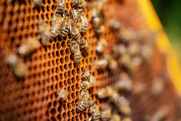 Bees swarming on honeycomb