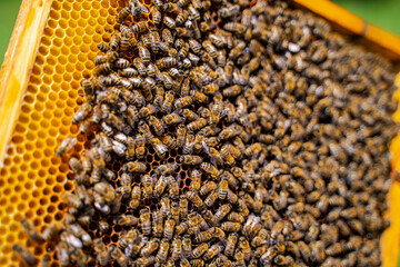 Bees are working on honeycomb