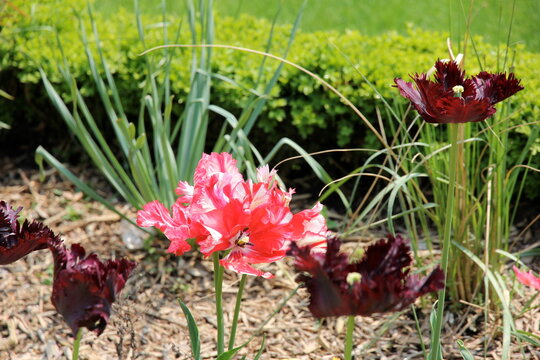 red tulup flowers in the garden