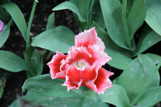 pink tulup flower in the garden