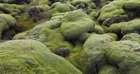 Moospolster, Lavafeld Eldhraun, Südisland, Island