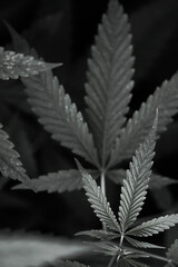 Marijuana cannabis Grunge black and white leaf background.