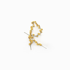 Flower letters. Letter R made from flowers mimosa yellow. Minimalism. Flower alphabet layout. Flat lay