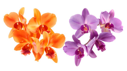 Orchid blossom collection, flower bundle in two colours (orange, violet) isolated on white background