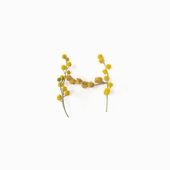 Letter H made from flowers mimosa yellow. Flower alphabet layout. Flat lay