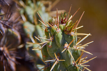 Naklejka na ściany i meble detalles de hermoso cactus