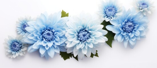 Close-up of a fresh bouquet of blue chrysanthemums on a white background, with space for text.