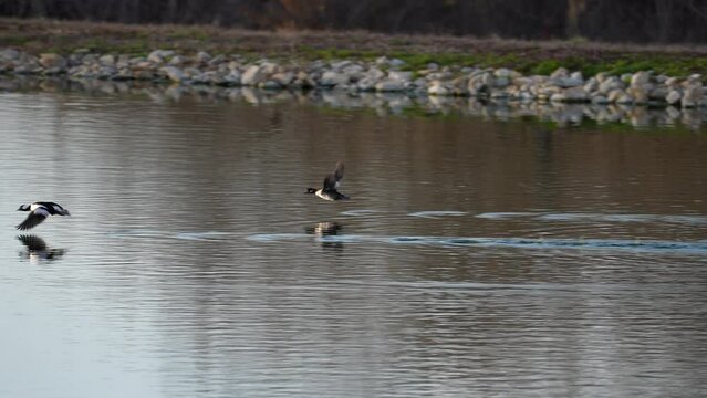 mating pair of bufflehead ducks get a running start before taking flight off of pond