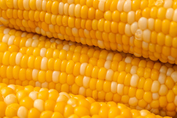 Hot boiled corn with bright yellow grains macro. Zea mays close up. Healthy food corncob from...