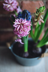Beautiful bright blooming bulbous of hyacinths in ceramic pots on wooden table in the cozy kitchen. Spring mood. Congratulations for March 8, Women's day or Mother's Day. Home gardening concept