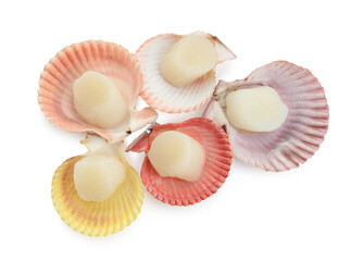 Many fresh raw scallops in shells isolated on white, top view