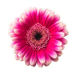 pink gerbera flower isolated on a white background - 758320422