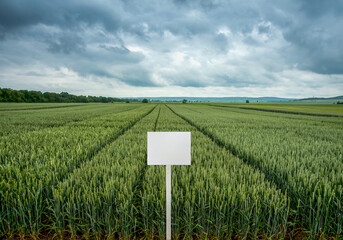 winter wheat on demonstration plots of different varieties