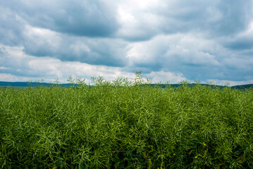 a field of green rapeseed, ripening pods, stormy, beautiful clouds