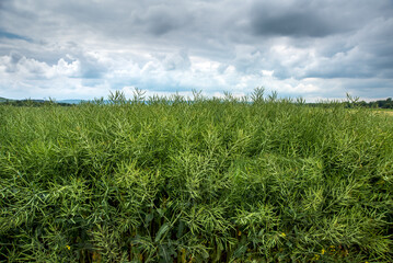 winter rapeseed in seed pods ripening in a field with storm clouds