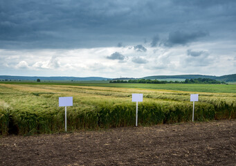 green field of winter barley and a sky with a cloud before a thunderstorm, varieties on demo plots