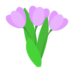 Bouquet of three purple crocuses with green leaves. For design, creation of botanical patterns.