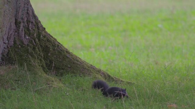black squirrel foraging for food around large oak tree, runs off suddenly