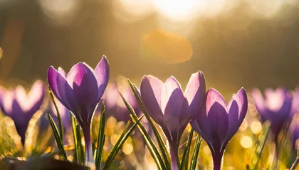 Raamstickers Purple crocus flowers © The Perfect Moment