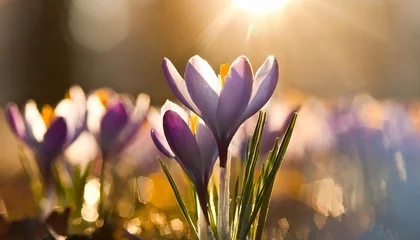Foto op Aluminium Spring crocus flowers © The Perfect Moment