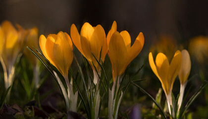 Yellow crocus flowers