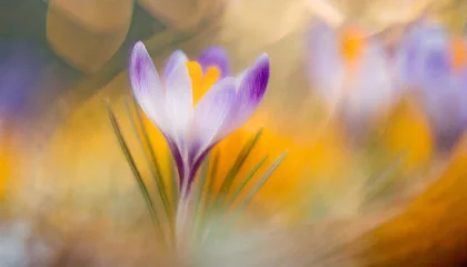 Foto op Plexiglas Purple crocus flowers © The Perfect Moment