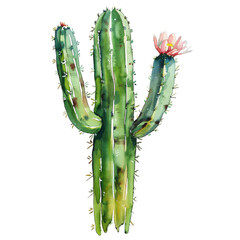 Watercolor Succulent Cactus
- 758322252
