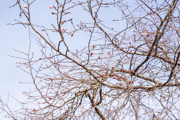 Beautiful cherry blossom are blooming with showy flowers. There are some type of colors such as white and light pink. It is said that it is Japan native species. Some produce small cherries in summer