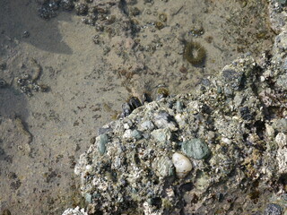 Mussel shells on the beach rocks
