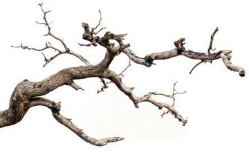 A barren dead tree with no leaves. Suitable for nature and environmental concepts