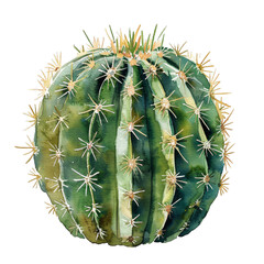 Watercolor Succulent Cactus
- 758324496