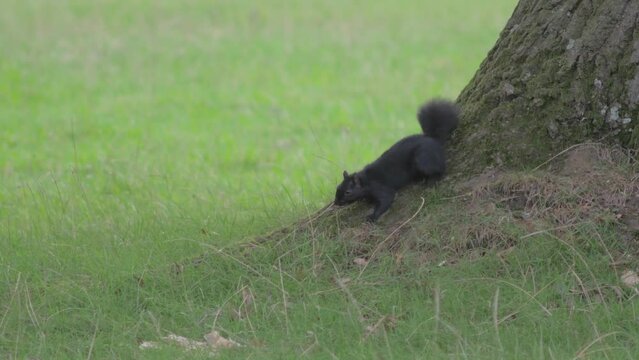black squirrel on oak tree, preening, jumps and runs erratically, possibly from parasite or tick on skin