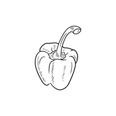 Realistic bolgarian bell pepper in black isolated on white background. Hand drawn vector sketch illustration in doodle engraved line art style. Fresh tasty vegetable, ingredient for salad, cooking.