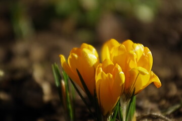 Crocuses, beautiful yellow flowers on first morning sun rays with morning dew drops 