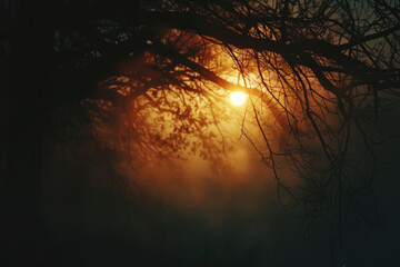 Sunlight filtering through tree branches. Suitable for nature concepts
