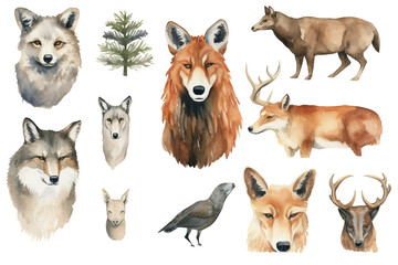 white forest hand wolf bear badger grizzly wild fox deer portrait set head collection illustration wildlife animal forest element drawn watercolor animal background - obrazy, fototapety, plakaty