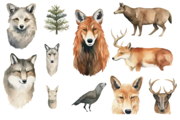 Poster white forest hand wolf bear badger grizzly wild fox deer portrait set head collection illustration wildlife animal forest element drawn watercolor animal background © akk png