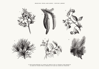 Branches, Twigs and Leave Line Art Illustrations - Butchers Broom, Cones of Spruce Fur, Elm Tree, and More