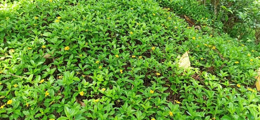 Field of Yellow Daffodils in Full Bloom