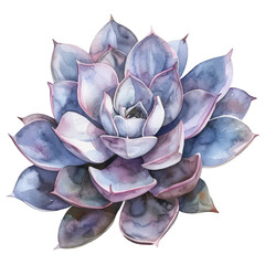 Watercolor Succulent Cactus
- 758328820