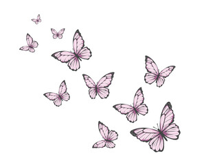 pinko buttefly FLOCK OF BUTTERFLY