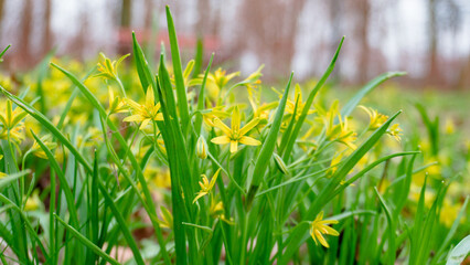 Gagea lutea. Yellow snowdrop. Spring flowers. Yellow star-of-Bethlehem. Family Liliaceae....