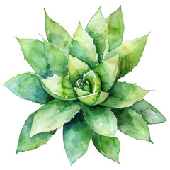Watercolor Succulent Cactus
- 758330097