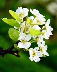 White noble pear blossoms on a pear tree in spring in South Tyrol, Lana near Merano, Europe