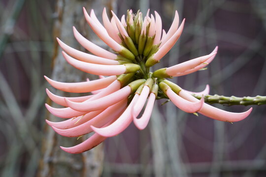 Blüte eines Erythrina speciosa