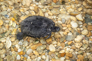 Water turtle in a pond with pebbles.