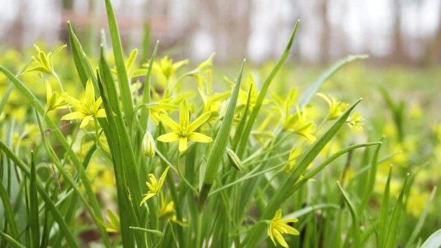 Gagea lutea. Yellow snowdrop. Spring flowers. Yellow star-of-Bethlehem. Family Liliaceae. Bulb-forming herbaceous perennial with lanceolate leaves and green-tinged yellow flowers.